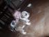Sehr sch�ne Englische Bulldoggen Welpen