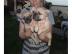 S�se Franz�sische Bulldogge - welpen -