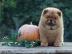 S??e Chow Chow Babys abzugeben!
