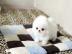 Sch�ne Teetasse Pomeranian Welpen