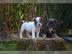 Franz?sische Bulldoggen Welpen