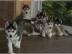 Sibirian Husky Whatsapp +33758481398