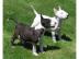 Miniatur Bullterrier Welpe
