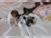 Franz�sische Bulldoggen Welpen