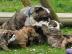 Wundersch�ne Englische Bulldoggen Welpen