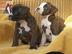 Boxer Welpen mit VDH