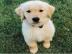 Entz�ckende golden retriever-Welpen f�r