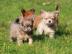 Reinrassige Chihuahuas welpen sind Abgab