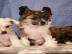 Chinesischer Schopfhund mit Papiere