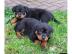 Reinrassige Rottweiler Welpen mit Papier