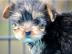 H�bsche  Yorkshire Terrier Welpen