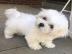 Maltese Welpen