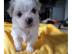 s��e Mini- Malteser Welpen | Puppengesic