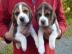 mnnlichen und weiblichen Beagle-Welpen