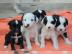 Bildsch?ne Tibet Terrier Welpen