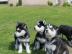 Siberian Husky Welpen aus VDH/FCI-Zucht