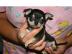 Mini chihuahua welpen (weibchen/ r�den)