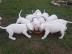 Dogo Argentino Welpen