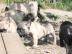 Franz�sische Bulldogge - welpen