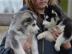 Siberian Husky Welpen ab sofort abzugebe