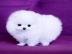 Gesunde Zwergspitz Pomeranian Welpen mit