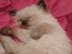 M�nnlich und weiblich Ragdoll K�tzchen