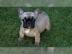 Franz�sische Bulldoggen Welpen