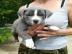 Amstaff welpen