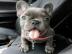 Franz?sische Bulldoggen Welpen