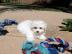 Beautiful maltese puppy