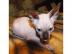 Canadian Sphynx Babys