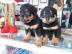 Rottweiler-Welpen aus ADRK/VDH-Leistungs
