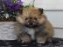 Kleinspitz / pomeranian Zwergspitz Kusch
