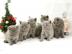 Britisch Kurzhaar Katzenbabys