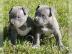 American Pitbull Terrier Welpen (Rednose