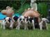 Franz�sische Bulldoggen Welpen - gestro