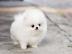 POMERANIAN ZWERGSPITZ  WELPEN ZUM VERSCH