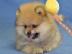 Wei?-Braune Pomeranian Welpe