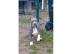 XXL Pitbull Welpen Staff und Bully Style