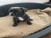 Franz?sische Bulldog Welpen