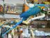 Hobbyz�chterGelbbrustara P�rchen von Hob