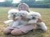 Sch?ner Bichon Frise
