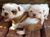 Reinrassige Englische Bulldogge Welpen m