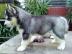 Wundersch�ne Siberian Husky Welpen