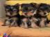 Mini Yorkshire Terrier Welpen Verf?gbar