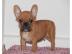 Bildsch�ne Franz�sische Bulldoggen Welpe