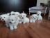 Malteser Miniaturwelpen, m�nnlich und we
