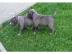 American pitbull Bully - Welpen