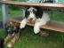 TIBET-TERRIER Welpen mit gro�em HERZ