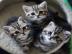 Maine Coon Kitten mit Stammbaum